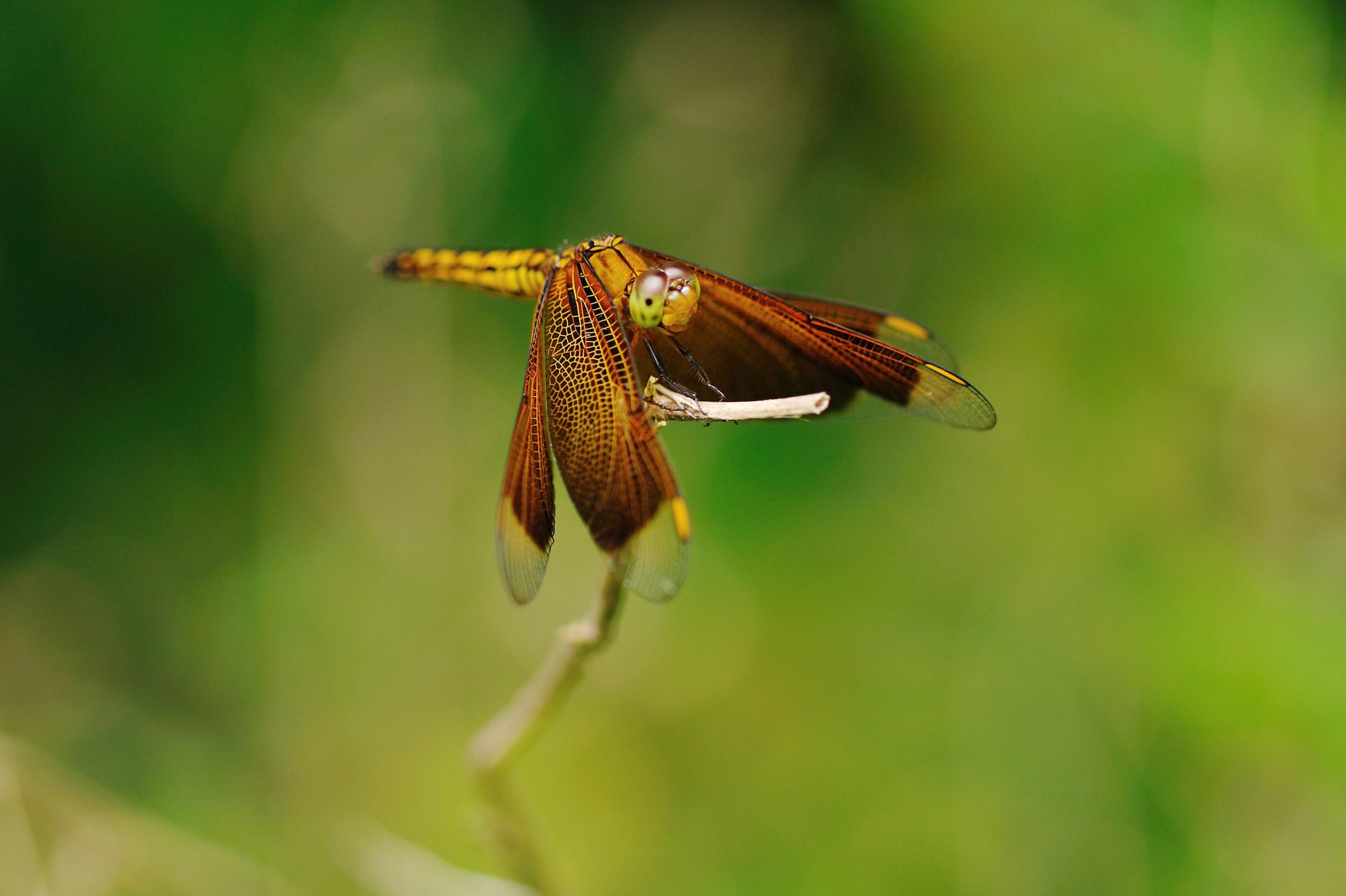 アカスジベッコウトンボ | 虫の写真と生態なら昆虫写真図鑑「ムシミル」