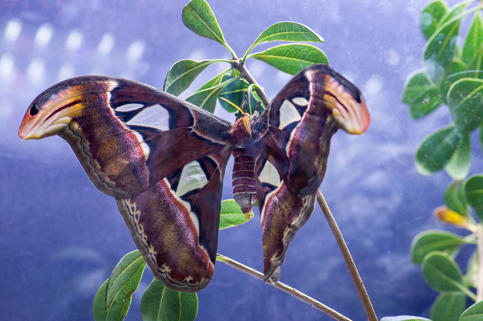 ヨナグニサン！あつ森にも出てくる気になる昆虫 | 虫の写真と生態なら