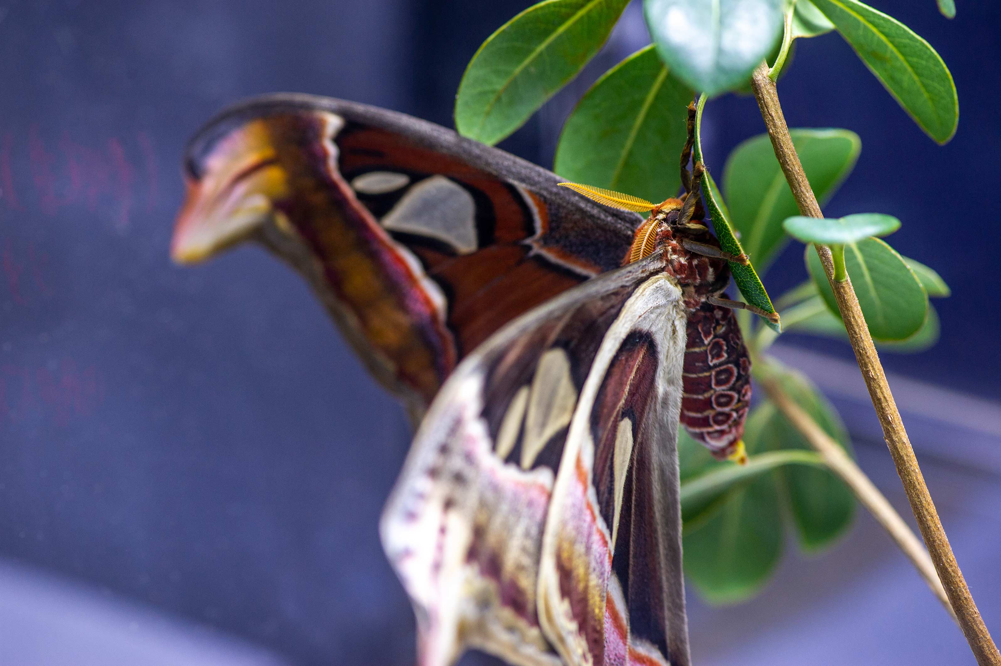 ヨナグニサン！あつ森にも出てくる気になる昆虫 | 虫の写真と生態なら