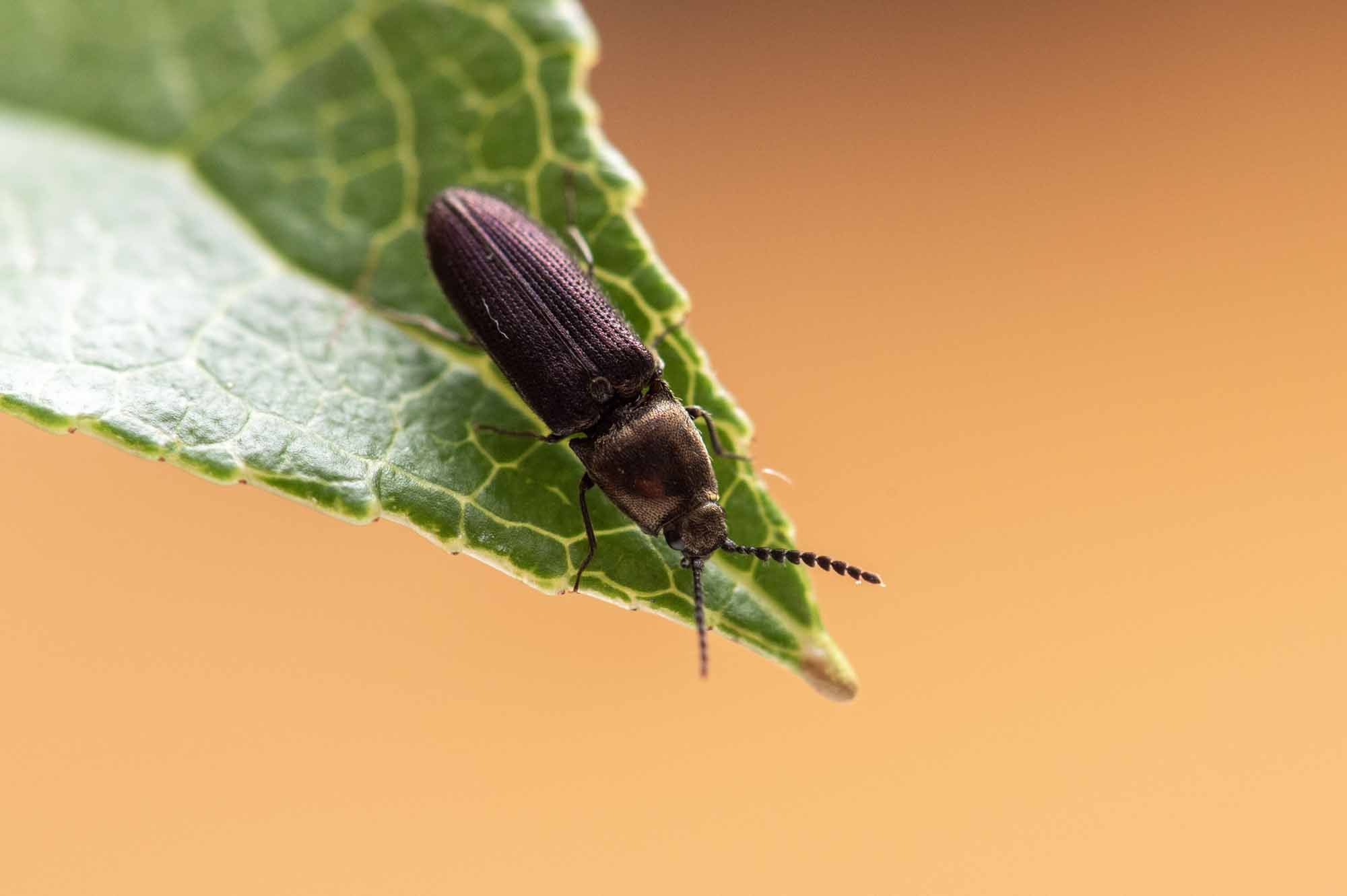 ムラサキヒメカネコメツキ | 虫の写真と生態なら昆虫写真図鑑「ムシミル」