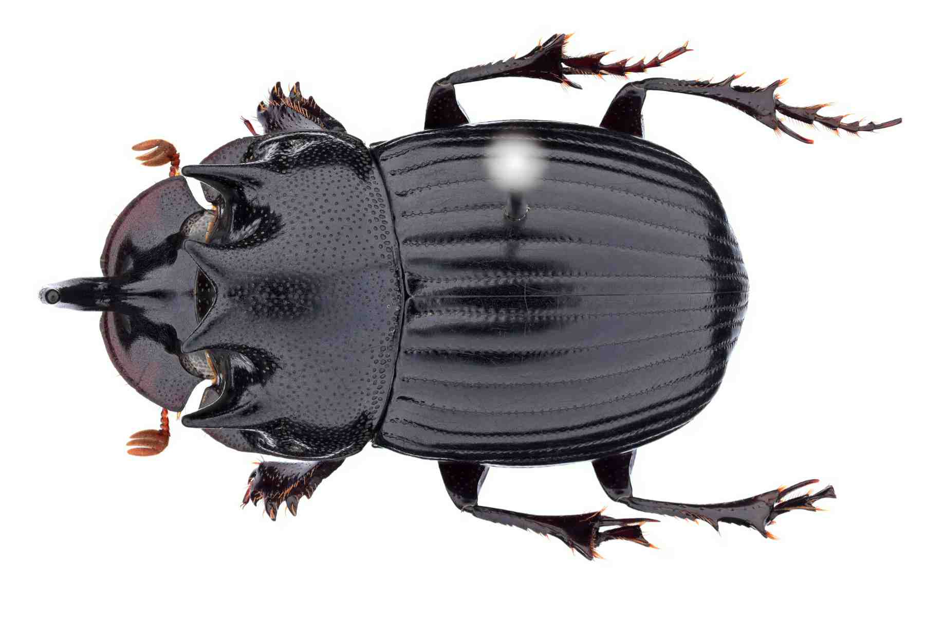 ゴホンダイコクコガネ｜INSECT.Minoh.City