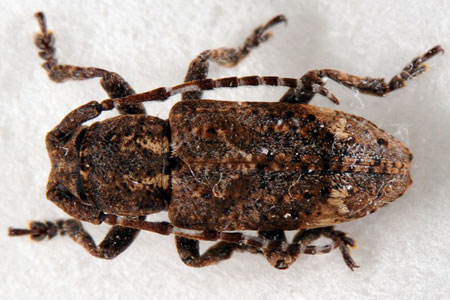 ツヤケシオニノコギリカミキリ 標本！大型！1 ツヤケシオニノコギリ