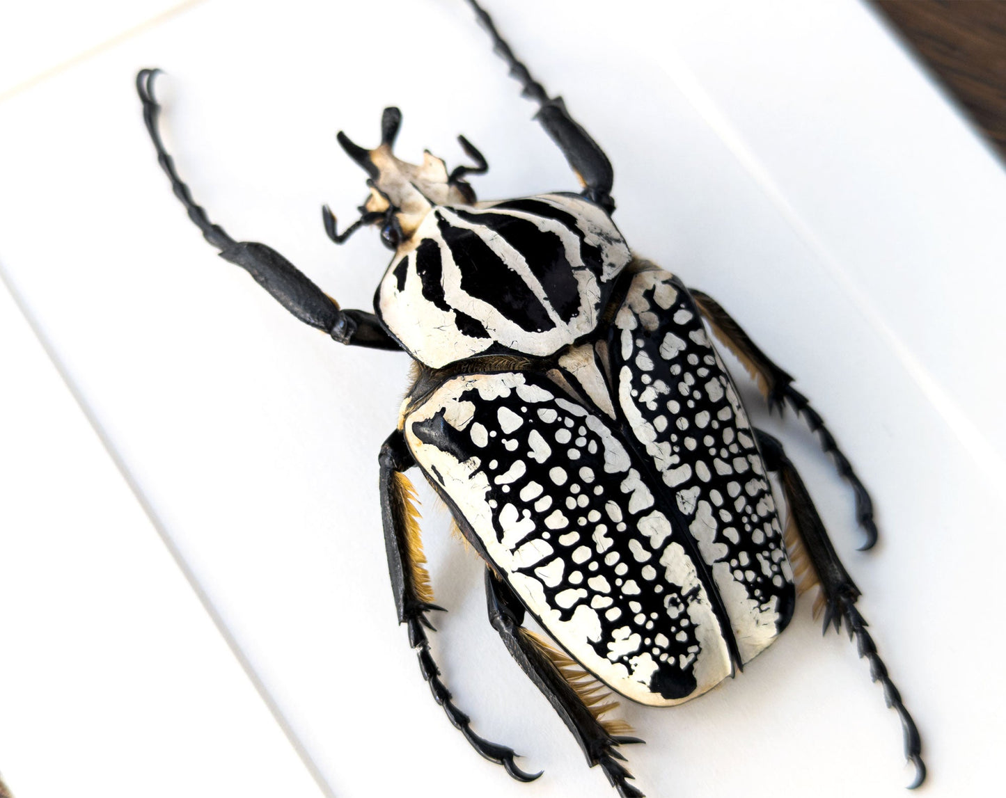 標本 Cong Goliathus orientalis 94mm Cong Goliathus orientalis 94mm