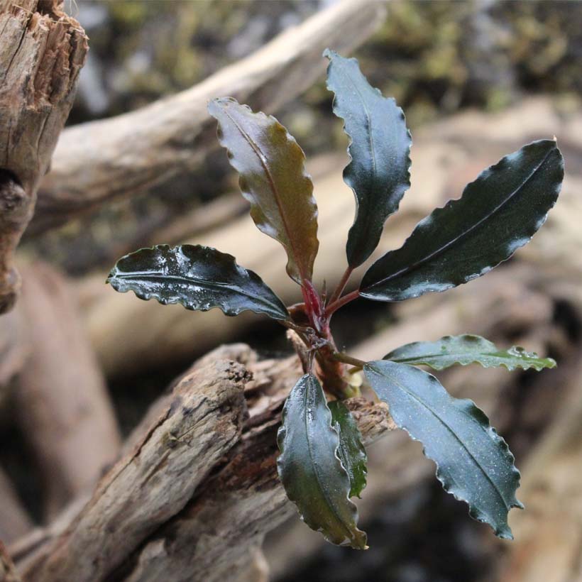Bucephalandra spec. 