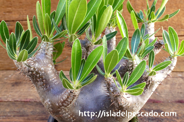 isla del pescado - Pachypodium densiflorum var. brevicalyx