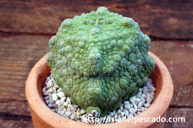 isla del pescado - Pseudolithos cubiforme-プセウドリトス・クビフォルメ