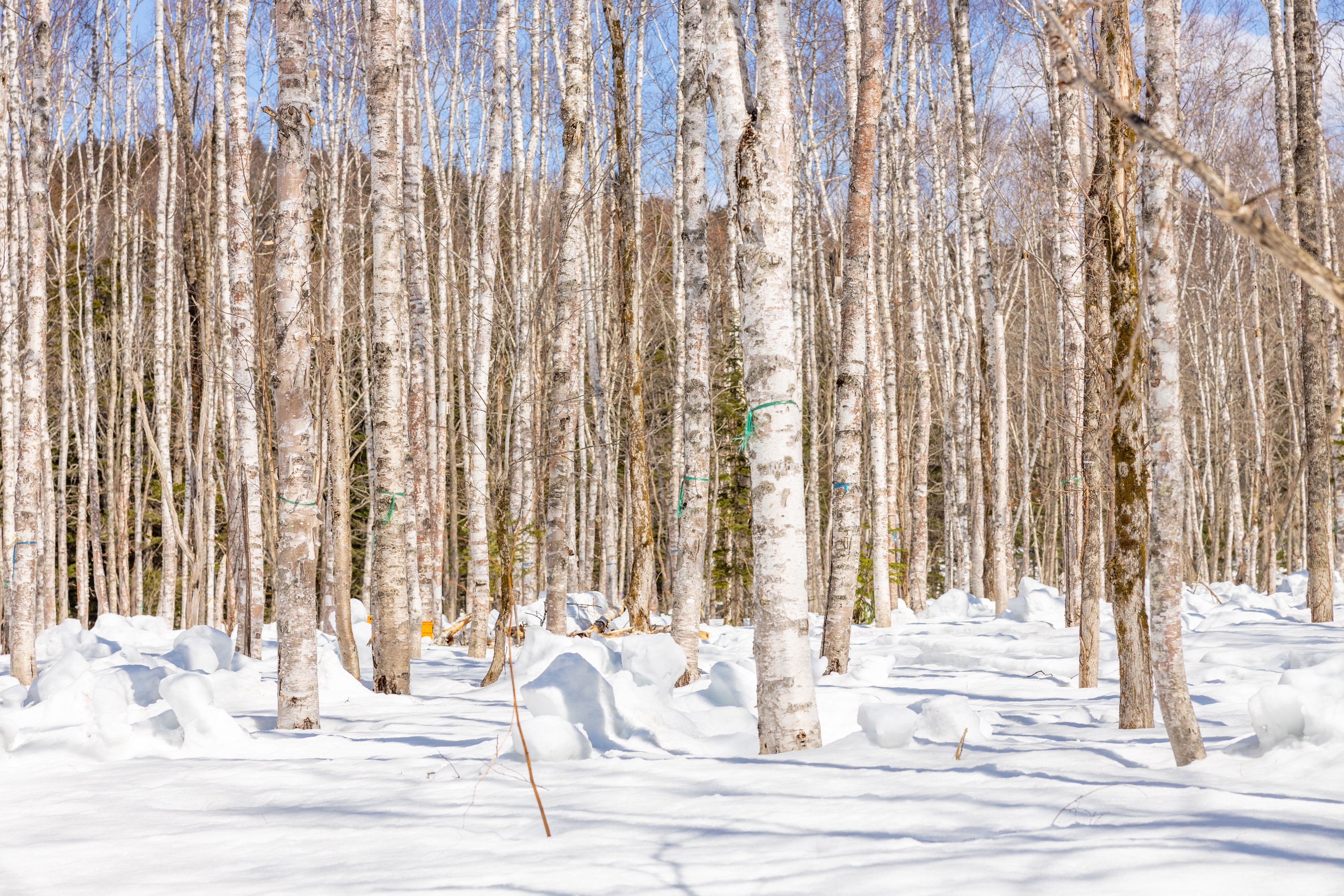 白樺」ってどんな植物？特徴や効果について｜読み物｜ナチュラル