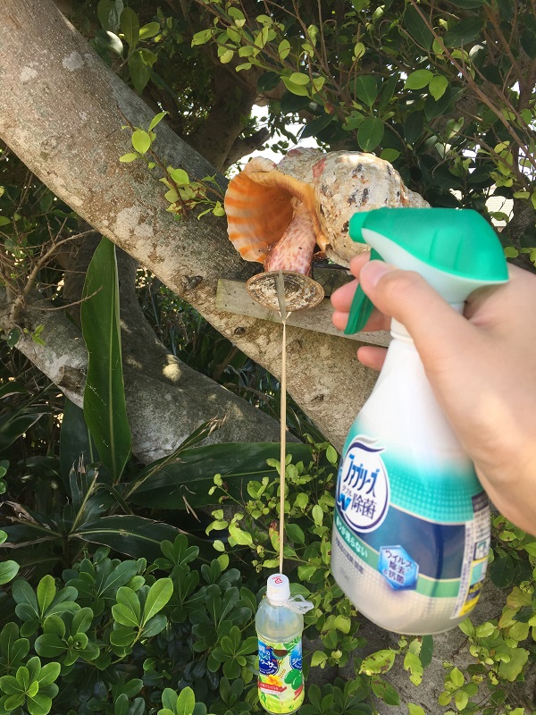 巨大な法螺貝（ホラ貝）の研磨と激臭との奮闘記 | 石垣・遊び
