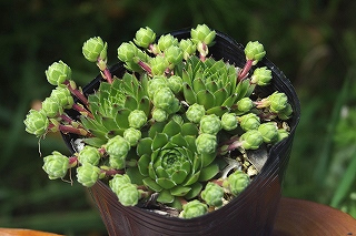 5月11日 多肉植物販売 センペルビューム（センペルビブム）各種入荷し
