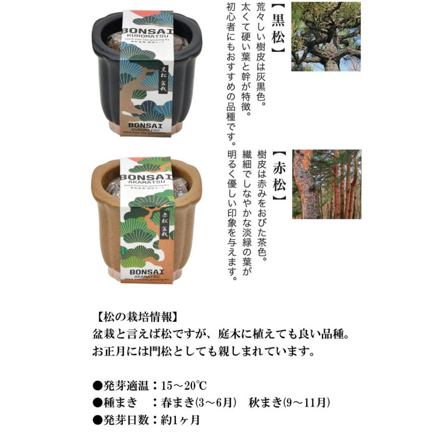 The BONSAI 栽培セット 黒松 赤松 栽培キット 栽培 セット キット 松