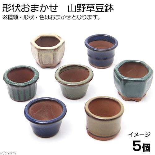 ミニ鉢、盆栽鉢、盆栽小鉢、鉢、植木鉢、山野草鉢、蘭鉢、盆栽 ミニ鉢