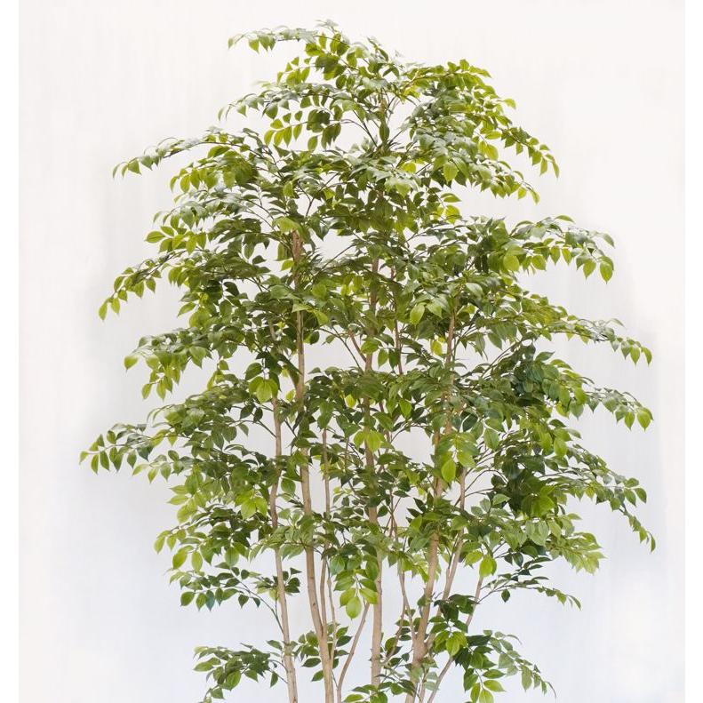 大型サイズ 北欧風な マウンテンアッシュ 植栽付き 高さ250cm