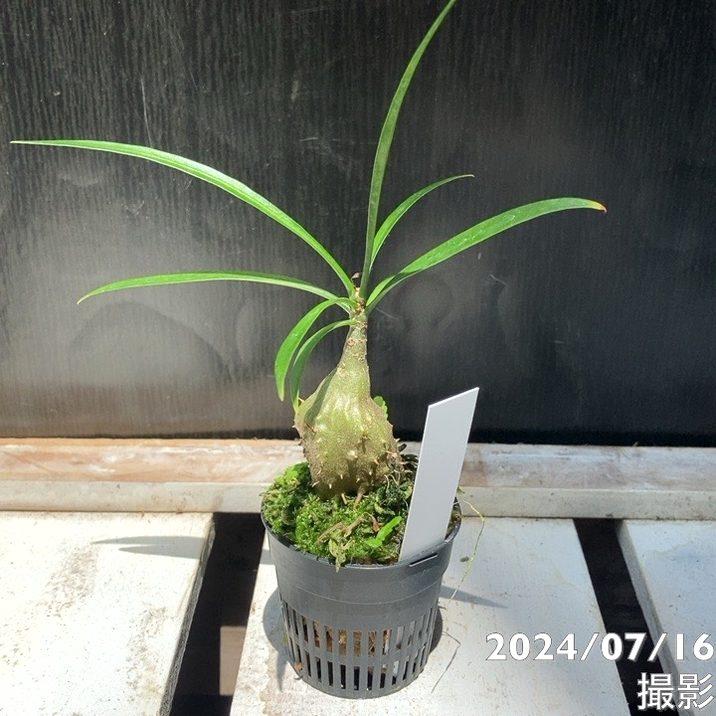 現品お届け】アリ植物 ミルメフィツム Myrmephytum longissimum（nomen