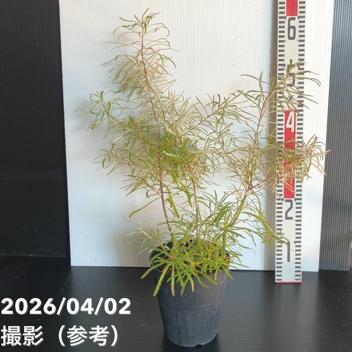 バンクシア スピヌロサ ヘアピンバンクシア 5.5号｜花木04-PA : 赤塚