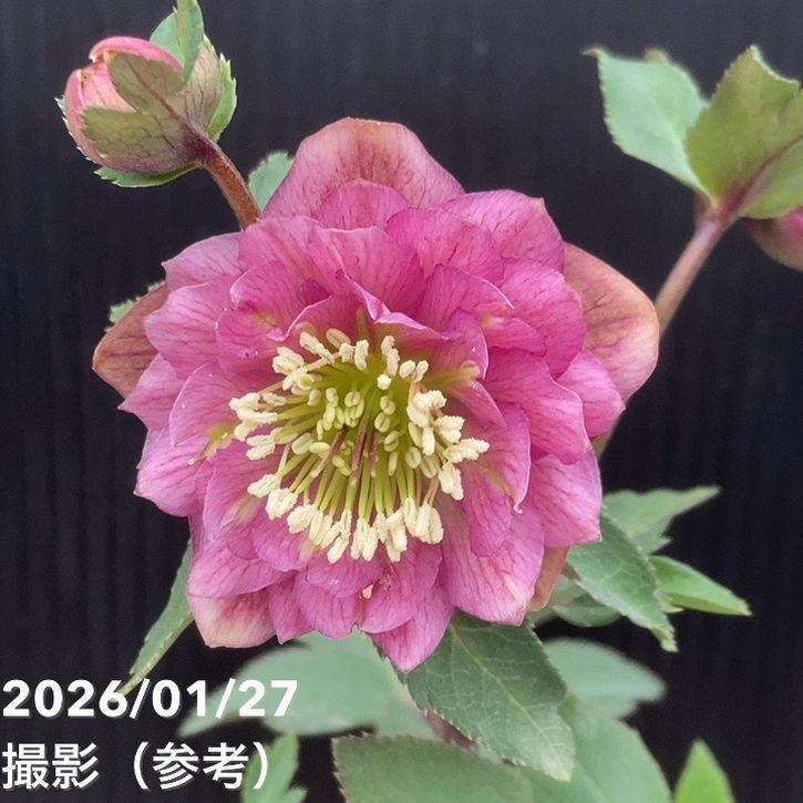 お買い得一点物咲き進み株】加藤農園 小輪プレミアムクリスマスローズ