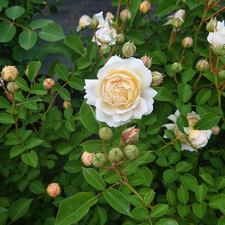 バラ苗 即納 大苗 18cmポット ミルフィオーリ : Apple Roses - 通販