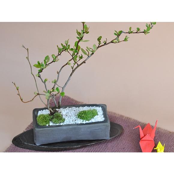 盆栽 雲龍長寿梅 ミニ盆栽 ミニ うんりゅうばい 花ギフト 敬老の日