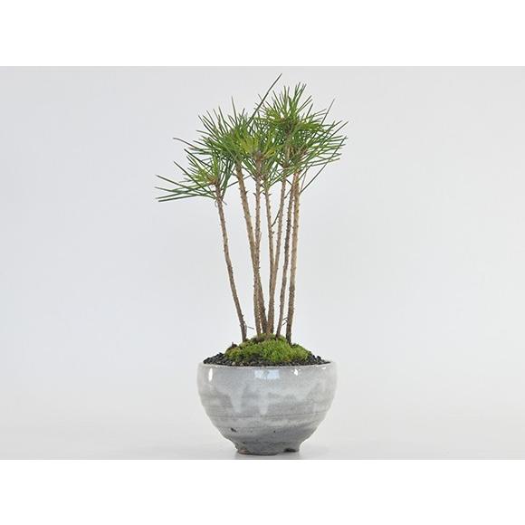 黒松の寄せ植え 盆栽 ミニ盆栽 鉢植 : 盆栽妙 ヤフー店 - 通販 - Yahoo