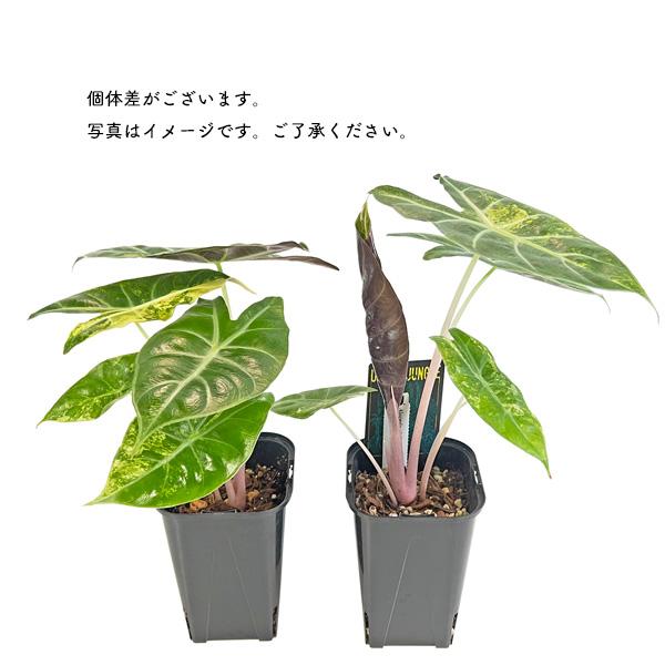 現品 アロカシア ピンクドラゴン 斑入り (PD001) 3.5号 アーバン