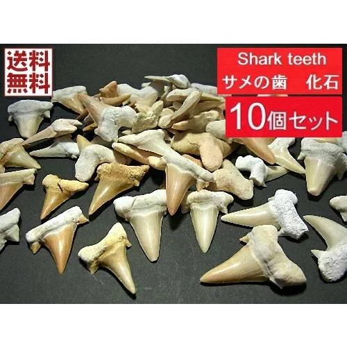 サメの歯 化石 10個セット 鮫の歯 Shark teeth fossils モロッコ産