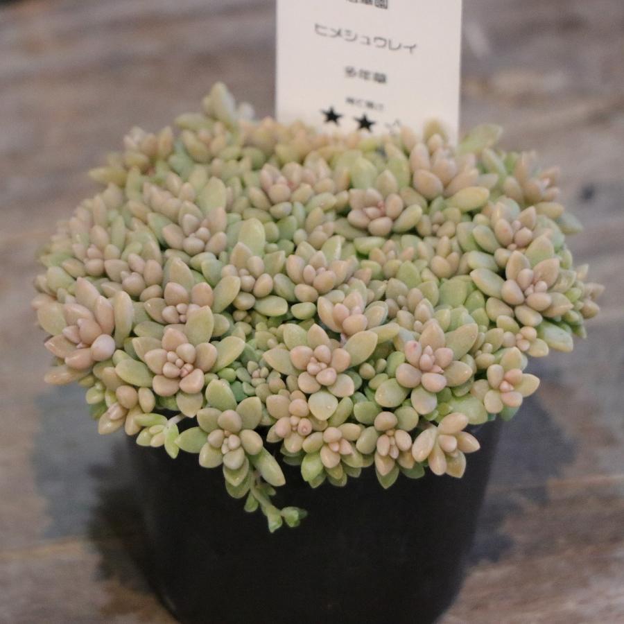 多肉植物 姫秋麗 ヒメシュウレイ 2.5〜3号ポット苗 観葉植物 寄せ植え