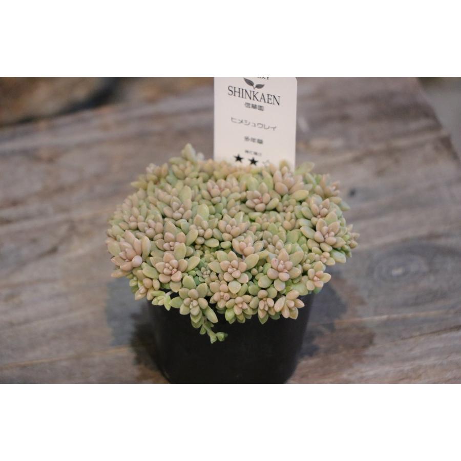 多肉植物 姫秋麗 ヒメシュウレイ 2.5〜3号ポット苗 観葉植物 寄せ植え