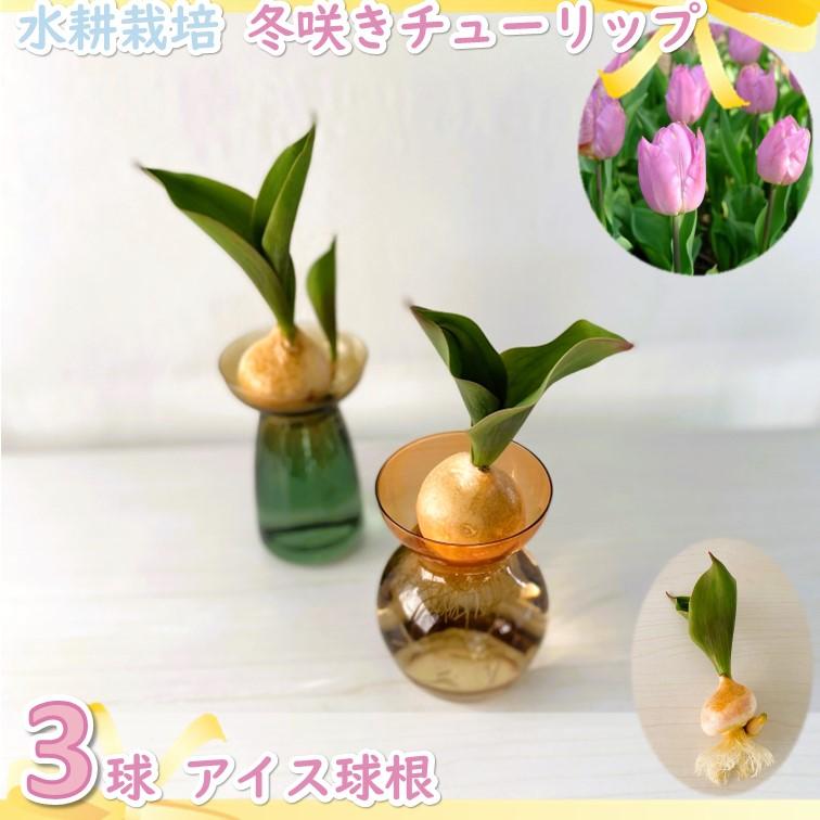 チューリップ 芽出し 球根 ピンク 3球 水栽培 アイス球根 水耕栽培