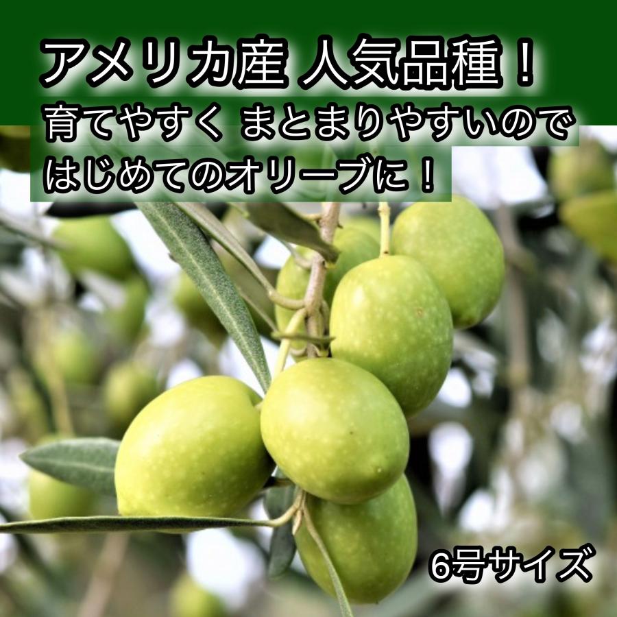 小倉園 オリーブ・ミッション 6号鉢 オリーブの木 鉢植え 庭木 希少