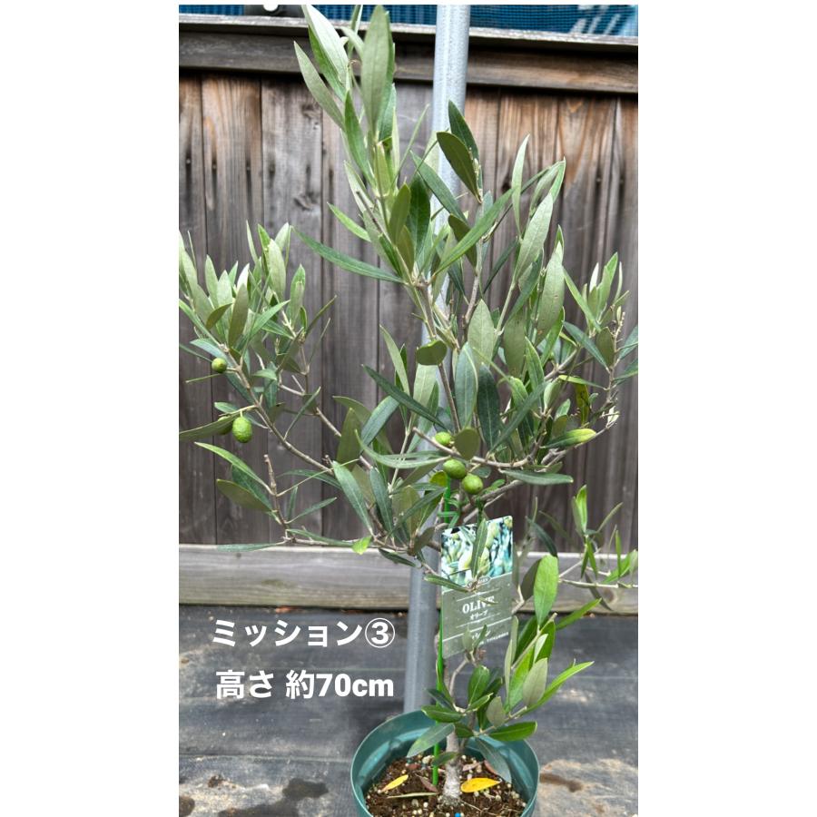 小倉園 オリーブ・ミッション 6号鉢 オリーブの木 鉢植え 庭木 希少