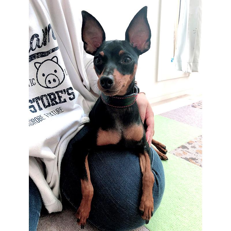 首輪 イタグレ ミニピン 革 幅広：Small Type G2_000(鋲なし） *色は十