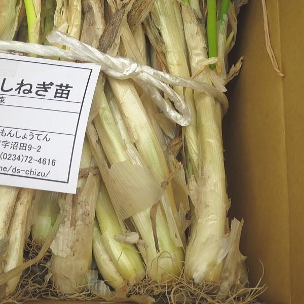 ネギ苗 九条干しネギ 1束 約800g〜900g : 庄内米産直店 土門商店Yahoo