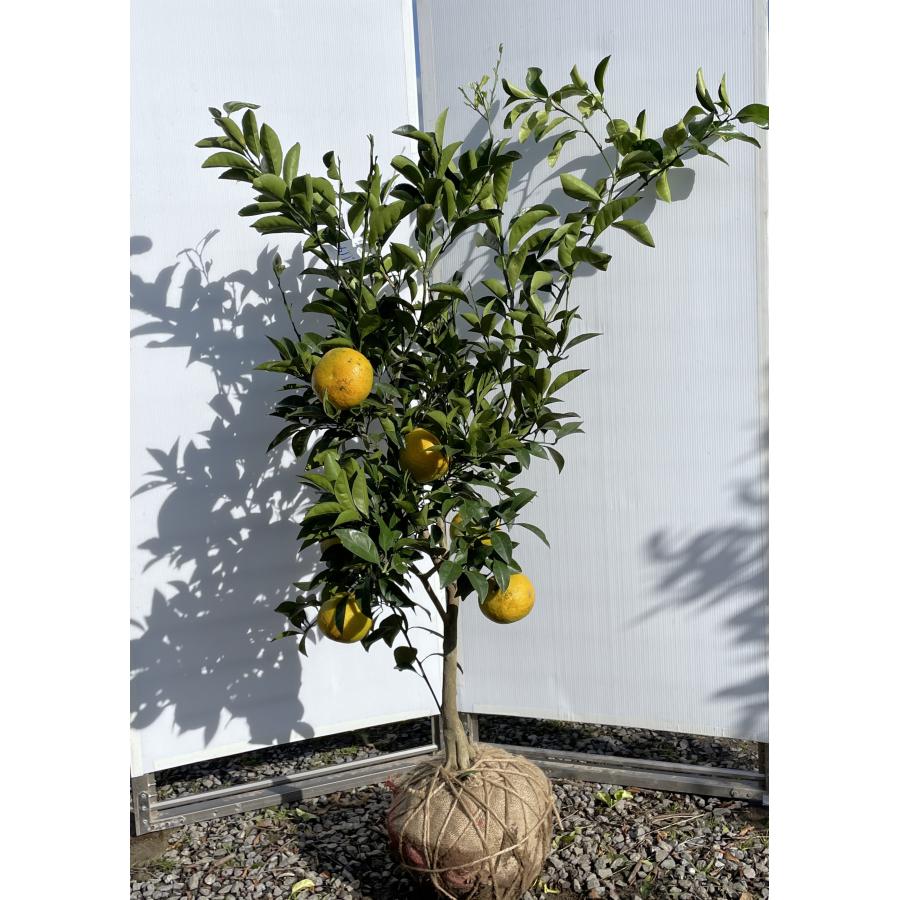 夏みかんの木 約1.5m 現品発送 特大株 植木 苗木 大苗 蜜柑の木 果樹