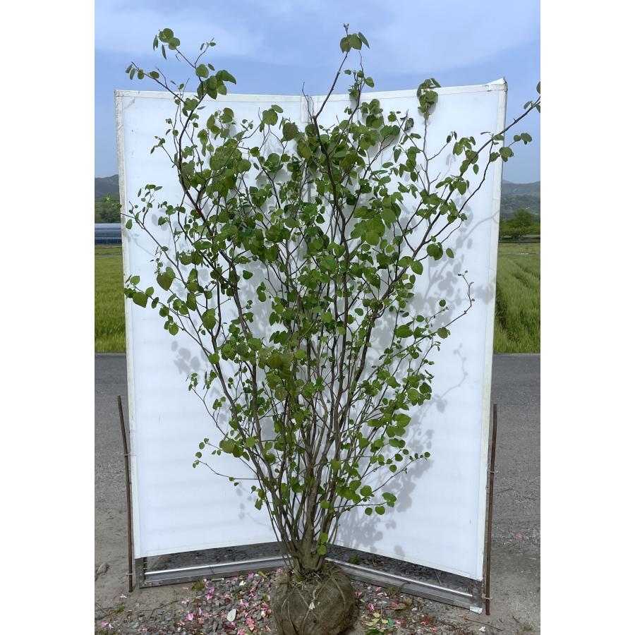 マルバノキ 10本株立ち 2m 現品発送 豪華株 一点物 マルバの木 特大