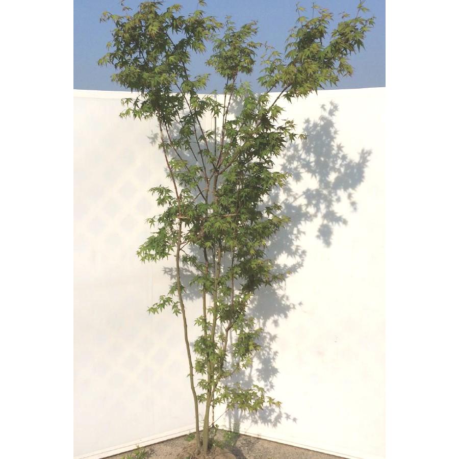 山モミジ 株立ち 約2m 特大株 規格販売 植木 苗木 大苗 お買い得なお