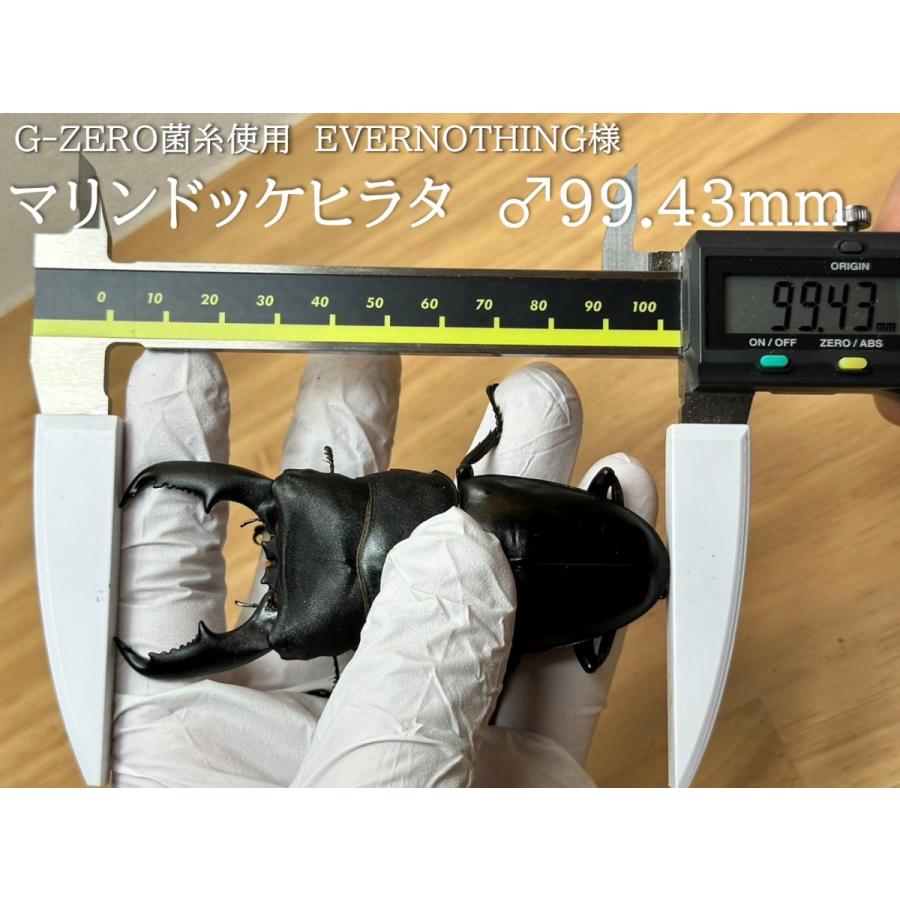 G-ZERO ブロック 即効肥大 dda クワガタ 菌糸ビン 菌糸瓶 幼虫 エサ