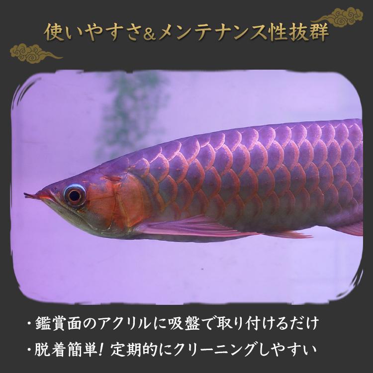 レッドアロワナ スーパーレッド 紅龍 水中 アロワナ ライト テンニング