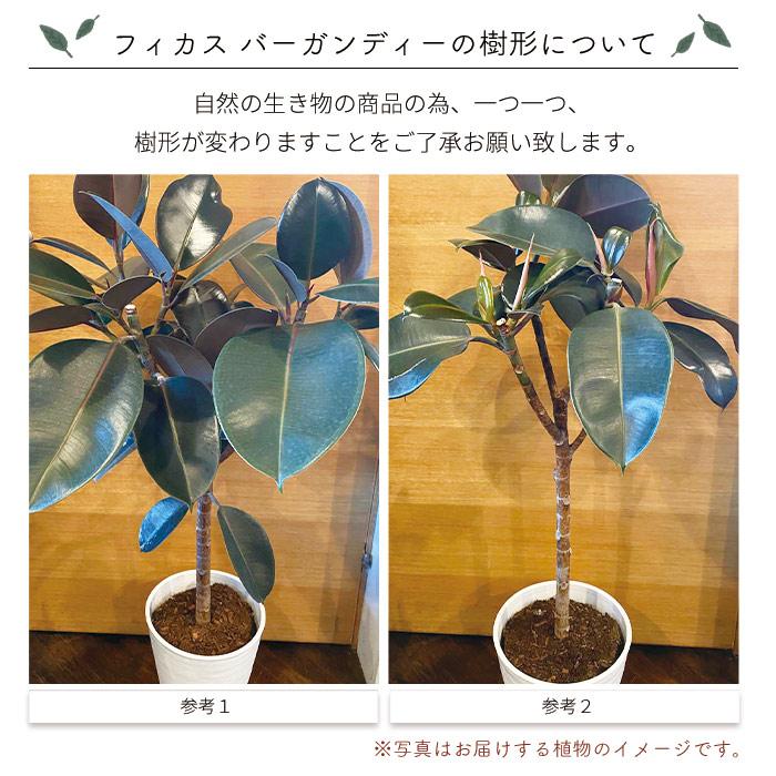 FlowerKitchen 観葉植物 フィカス バーガンディ 8号鉢 ゴムの木 FKTK
