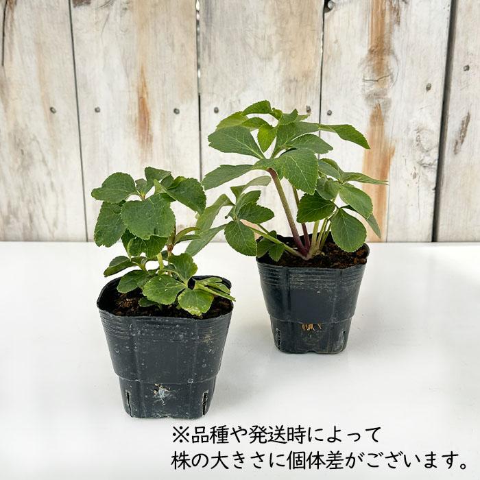 クリスマスローズ苗 ダブル バイカラー 杉山交配 9cmポット 宿根草