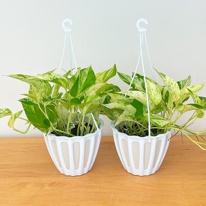 予約販売 観葉植物 ポトス テルノ No.026 キャスト 5号鉢 吊り鉢 吊り