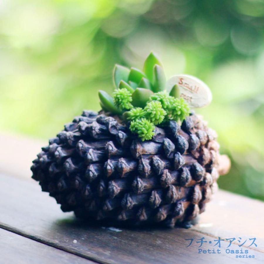 鉢 植木鉢 ポリ製 多肉植物 寄せ植え かわいい プチオアシス