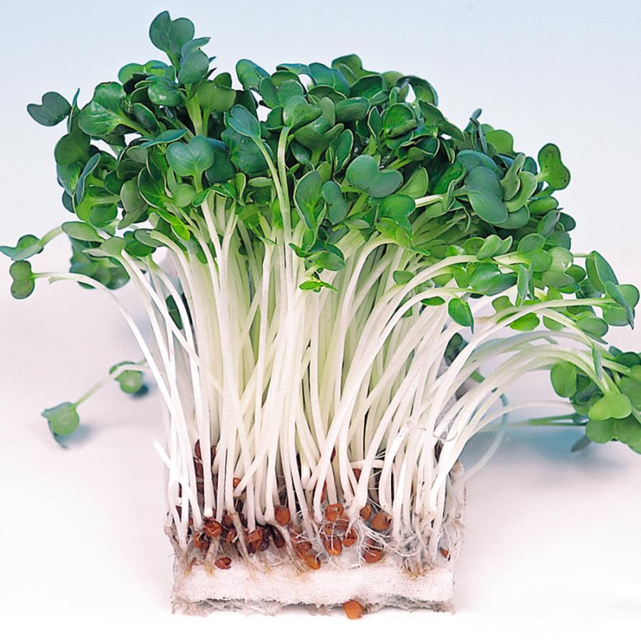 種 野菜たね ダイコン かいわれ大根 1袋（35ml） スプラウト 大根