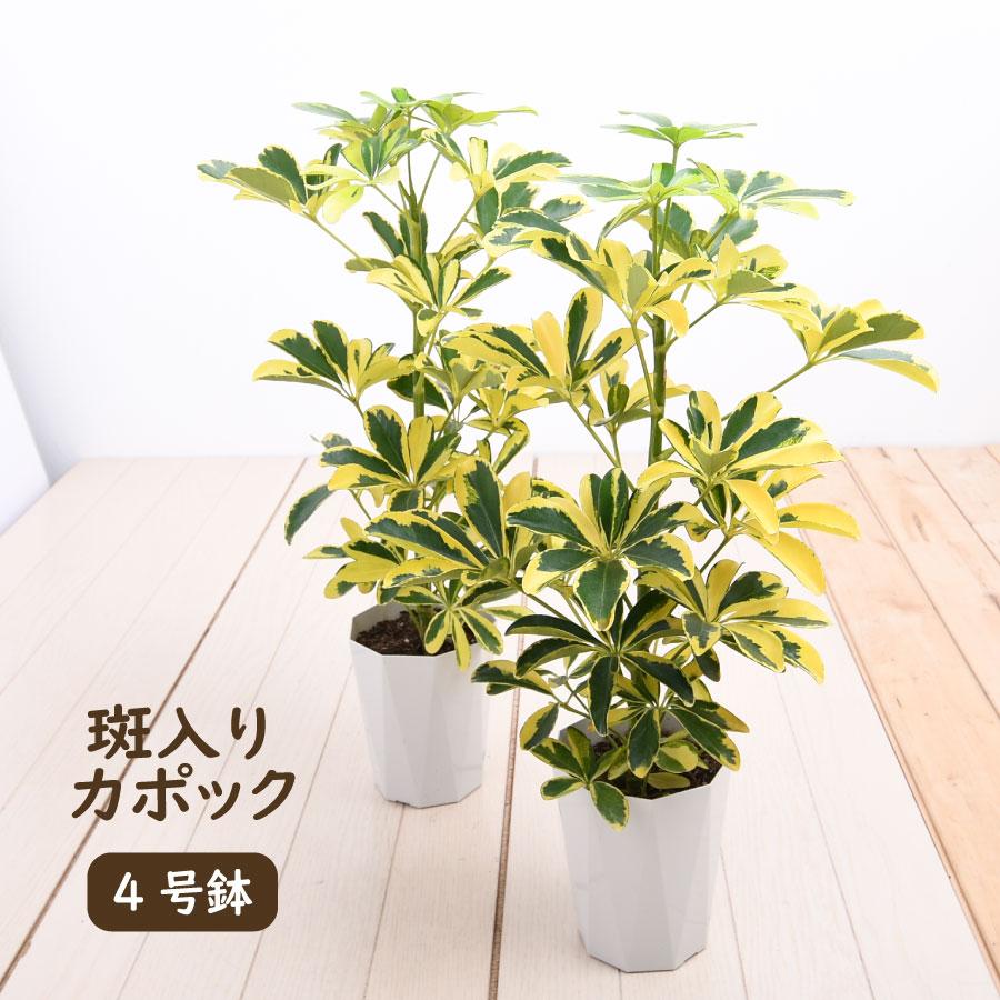 吉本花城園 1000円ポッキリ！ 観葉植物 カポック シェフレラ 斑入り 4