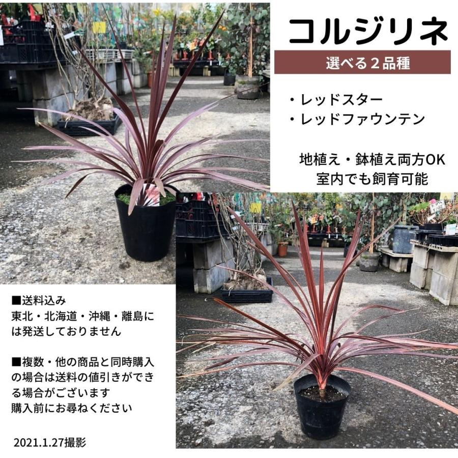 送料込み】コルジリネ（レッドスターorレッドファウンテン） : 花
