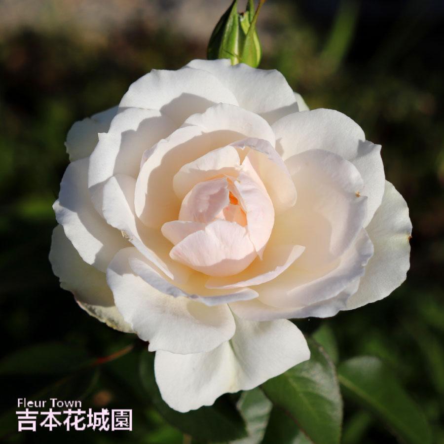 吉本花城園 ≪冬剪定済≫ 2年生バラ苗 プリンセス・オブ・ウェールズ