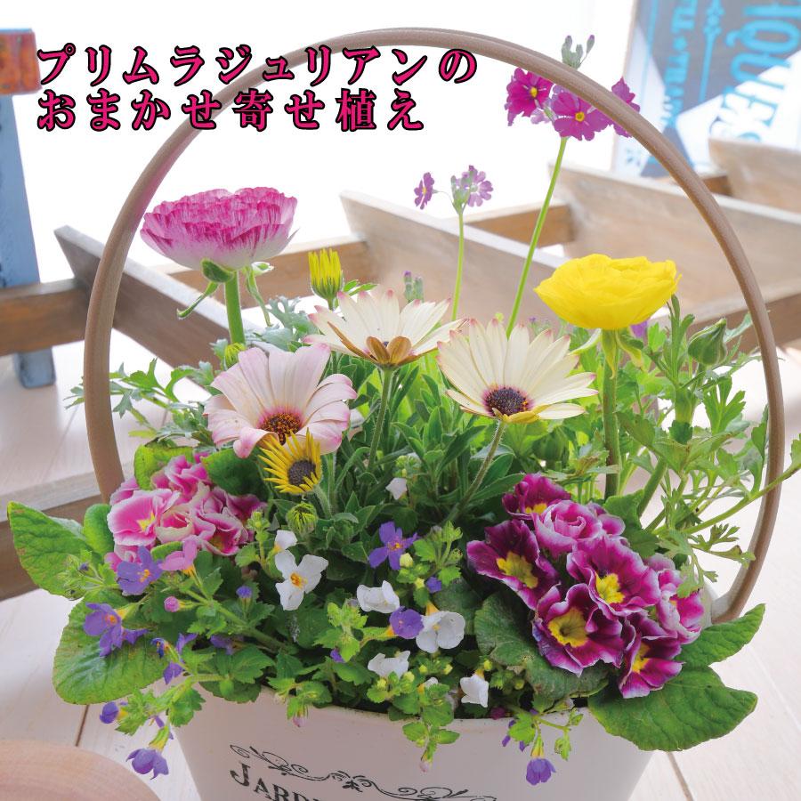 専用 プリムラジュリアン寄植え他6種 クレイフラワー 専用 プリムラ