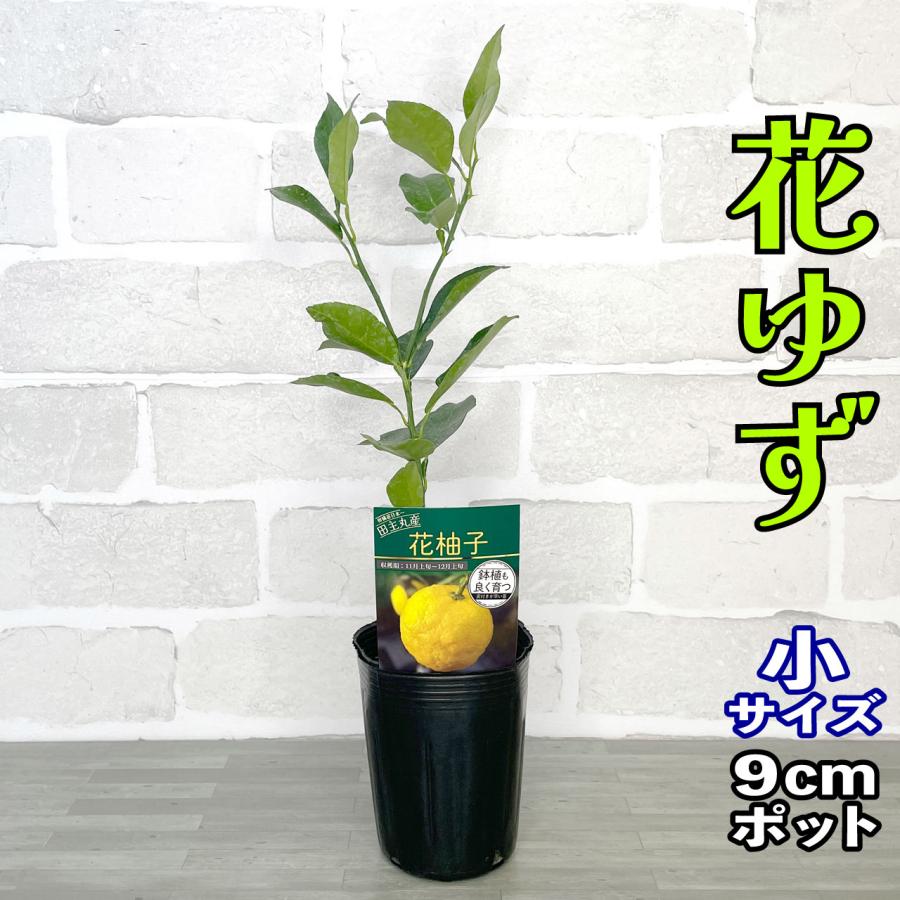 みかん 苗木 花ゆず 一才ゆず【ベランダで育成】鉢植え 接ぎ木苗