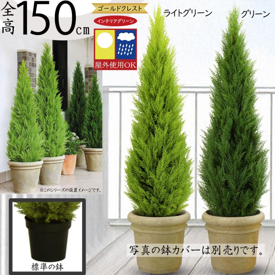 ゴールドクレスト コニファー インテリアグリーン 屋外用 おしゃれ