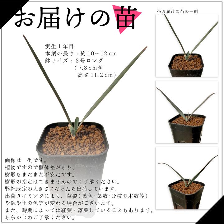 送料無料 奇想天外 ウェルウィッチア・ミラビリス 実生1年目 3号ロング