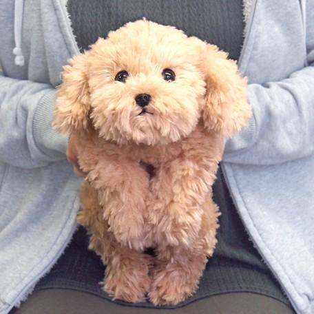 ひざわんこ トイプードル ベージュ 犬 ぬいぐるみ サンレモン : HONDA