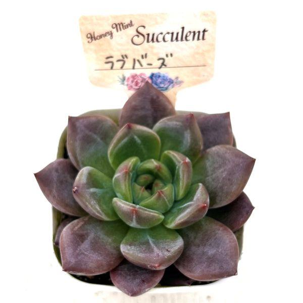 多肉植物 エケベリア ラブバーズ 7.5cmポット苗 : ハニーミント - 通販
